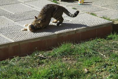 gatti in amore, a Pierino