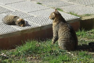 gatti in amore, a Pierino