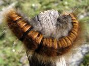 Attenzione! Comincia l'incubo delle processionarie