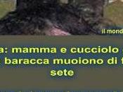 Mamma cucciolo chiusi baracca muoiono fame sete