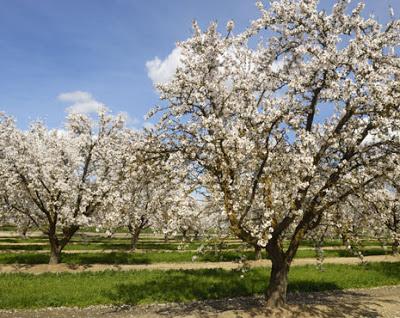 Tarte de Amêndoa - Torta di mandorle dal Portogallo