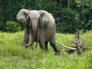 Elefanti di foresta a rischio: in un decennio uccisi sei su dieci