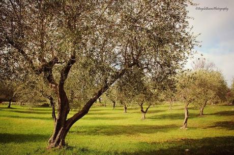 Un verde assoluto baciato dal sole