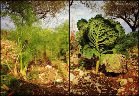 Un verde assoluto baciato dal sole