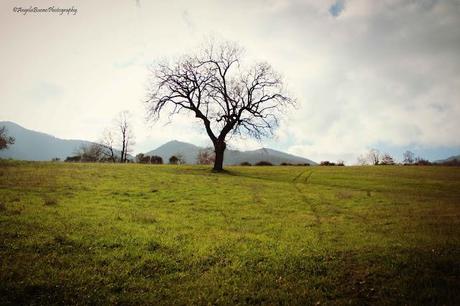 Un verde assoluto baciato dal sole