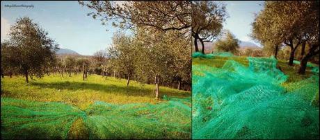 Un verde assoluto baciato dal sole