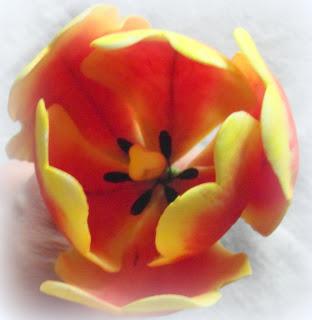 Macarons...mania ed il mio primo tulipano
