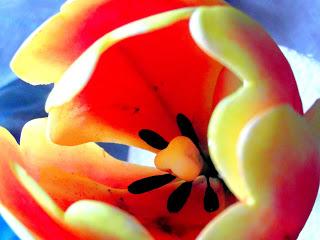 Macarons...mania ed il mio primo tulipano