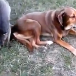 Il cane e il canguro innamorati (video)