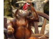 Tremila scimmie ogni anno finiscono mano trafficanti animali selvatici