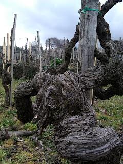 L’isola dentro l’isola. Tenuta di Fessina e i vini dell’Etna alla decima edizione di SICILIA EN PRIMEUR. Palermo, 27 e 28 aprile 2013