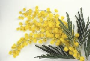 olio essenziale di mimosa