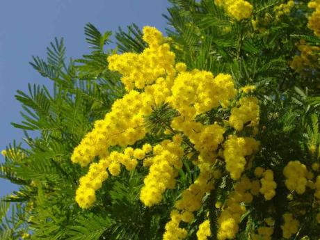 festa-della-donna-mimose