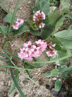 Istantanee dal Giardino