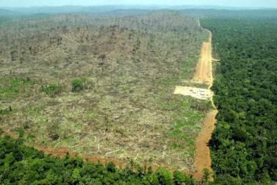 Deforestazione: Greenpeace e l’editoria italiana