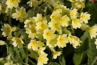 Primula veris