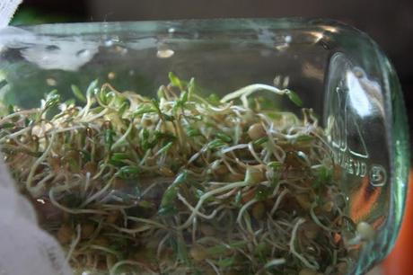 La Nuova Stagione: Germogli di Lenticchie or Lentil Sprouts