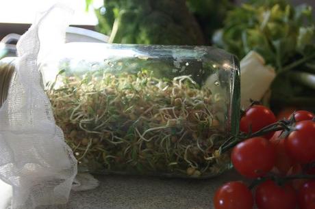 La Nuova Stagione: Germogli di Lenticchie or Lentil Sprouts