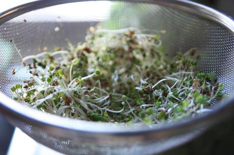 La Nuova Stagione: Germogli di Lenticchie or Lentil Sprouts