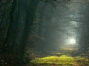 L’assassino venuto bosco
