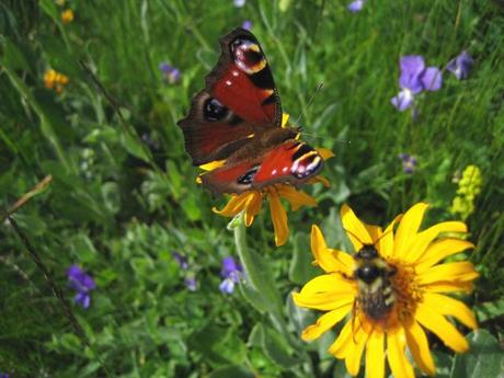 Omaggio alla natura che si risveglia…