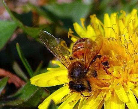 Omaggio alla natura che si risveglia…