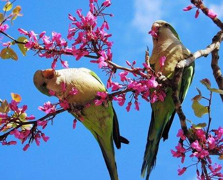 Omaggio alla natura che si risveglia…