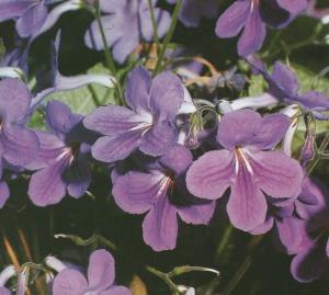 Primula del Capo...La bellezza della semplicità