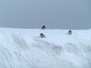 A spasso sulle Dolomiti...