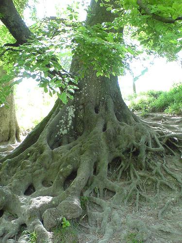 Tree Roots