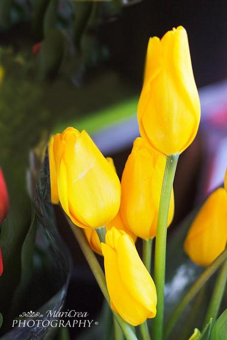 yellow tulips