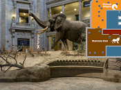 Musei virtuali: visita allo Smithsonian National Museum Natural History