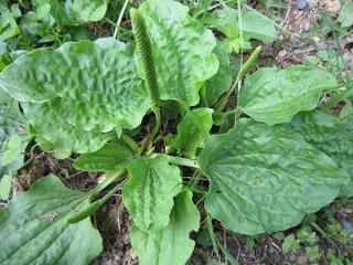 Fitoterapia si : Plantago Major e tosse.