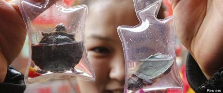 A woman poses with turtles in small plastic bags after buying them from a vendor at a shopping district in Beijing