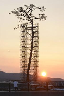 L'albero dello tsunami dopo il disastro di Fukushima