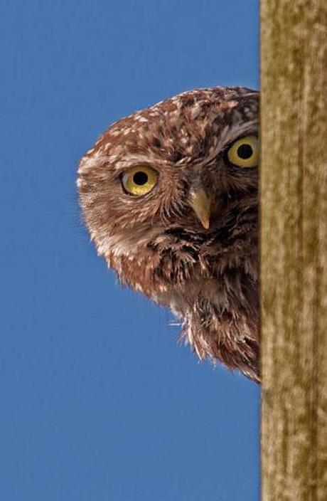 ANIMALS-PHOTO GALLERY