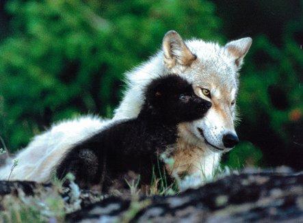 ANIMALS-PHOTO GALLERY