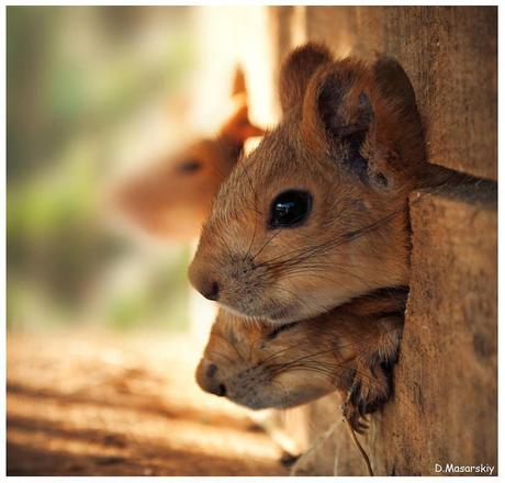 ANIMALS-PHOTO GALLERY