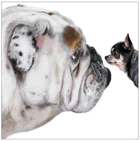 ANIMALS-PHOTO GALLERY