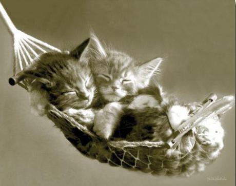 ANIMALS-PHOTO GALLERY