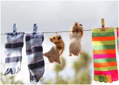 ANIMALS-PHOTO GALLERY