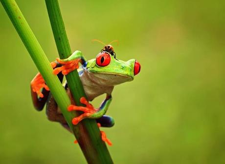 ANIMALS-PHOTO GALLERY