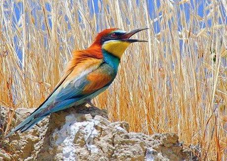 ANIMALS-PHOTO GALLERY