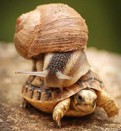 ANIMALS-PHOTO GALLERY