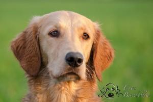 01_articolo 1_02 dicembre 2012