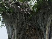 Ruaha, grande parco solitario.