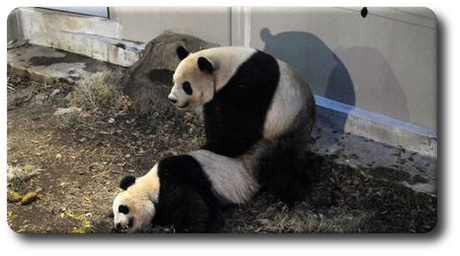 Giappone: I Panda giganti si sono accoppiati allo Zoo di Tokyo