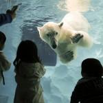 L’orso polare è una specie vulnerabile: ma la caccia non è vietata