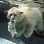 L'orso polare è una specie vulnerabile03