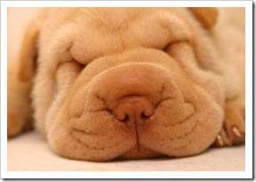 Foto-cane-shar-pei-7